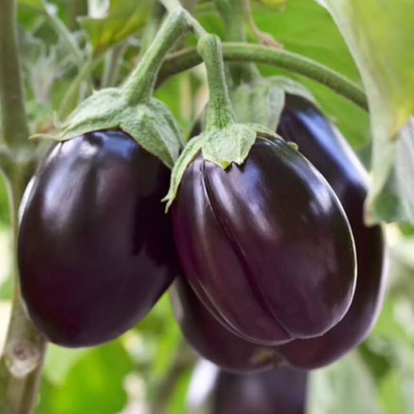 Brinjal